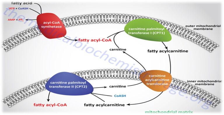 FATTYACID ACTIVATION AND TRANSPORT.AMEH.IYKA