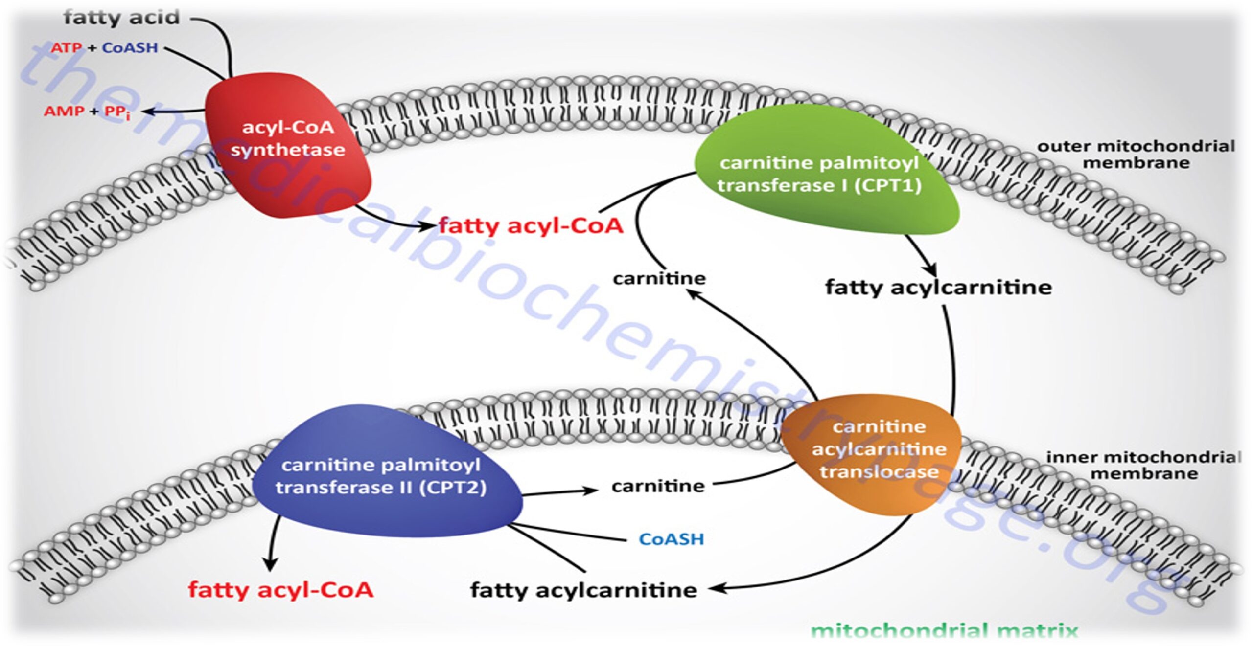 FATTYACID ACTIVATION AND TRANSPORT.AMEH.IYKA