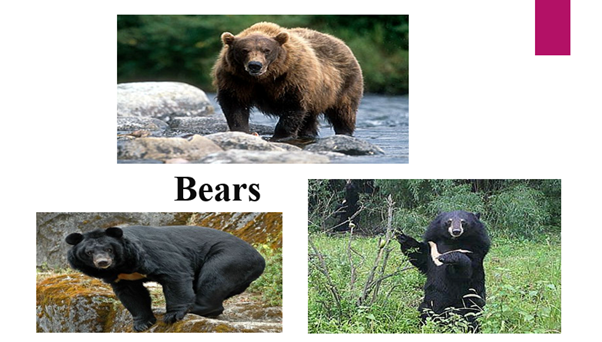bears.Ameh.IYKA